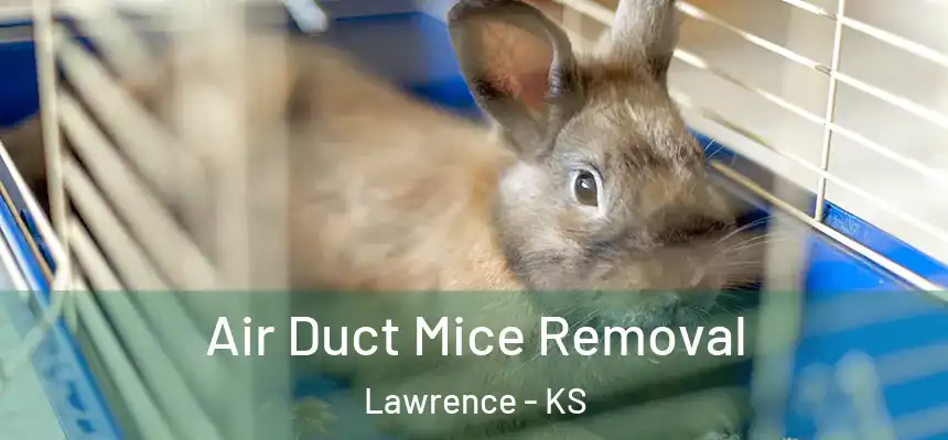 Air Duct Mice Removal Lawrence - KS